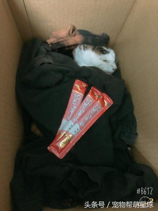  最後的告別，22歲老貓臨終前流淚：媽媽，我捨不得……