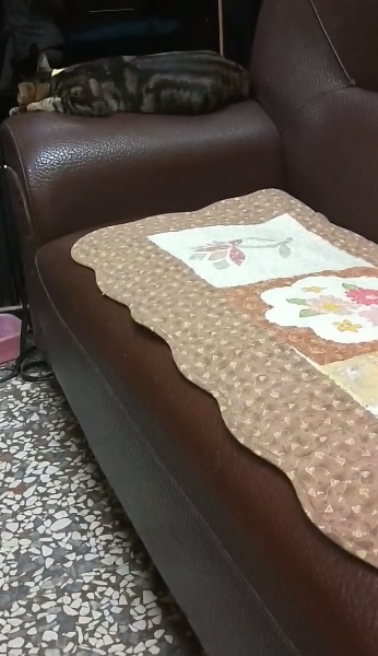 抖抖抖～主子「緊抱震動玩具」蹭臉臉　蘇湖快升天網笑：嗑藥了吧？