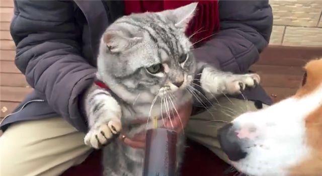 「到嘴的零食」被狗舔了！主子氣得「猛拍它的頭」：吃了全給我吐出來...