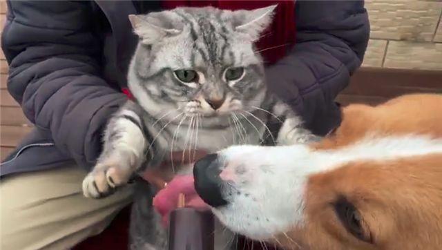「到嘴的零食」被狗舔了！主子氣得「猛拍它的頭」：吃了全給我吐出來...