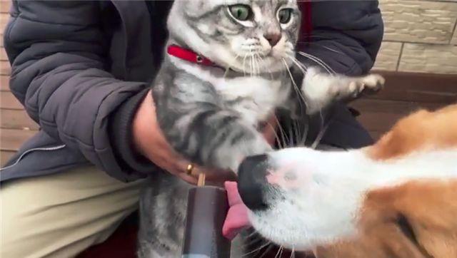 「到嘴的零食」被狗舔了！主子氣得「猛拍它的頭」：吃了全給我吐出來...