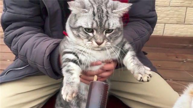 「到嘴的零食」被狗舔了！主子氣得「猛拍它的頭」：吃了全給我吐出來...