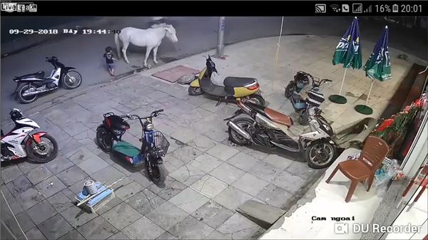 覺得好玩伸手連拍3次白馬　小孩被踹飛倒地直撞機車　網：活該