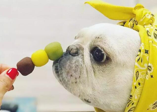 這樣飼養「法國鬥牛犬」，只會害死它