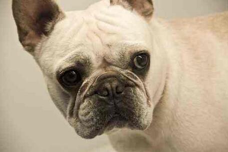 這樣飼養「法國鬥牛犬」，只會害死它
