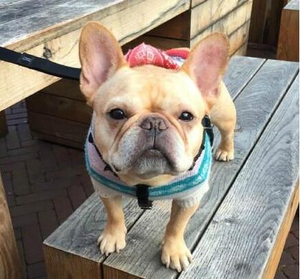 這樣飼養「法國鬥牛犬」，只會害死它