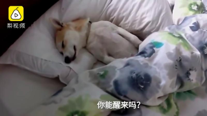 可愛汪知道要去看醫生就「裝睡」　聽到馬麻拿零食「它一秒活過來」