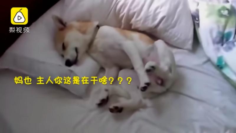 可愛汪知道要去看醫生就「裝睡」　聽到馬麻拿零食「它一秒活過來」