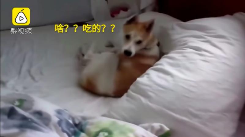 可愛汪知道要去看醫生就「裝睡」　聽到馬麻拿零食「它一秒活過來」