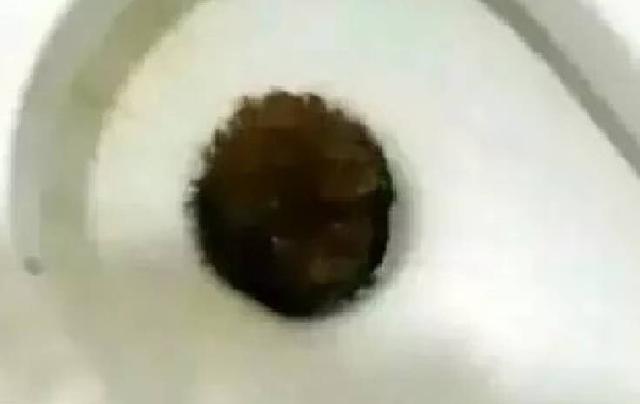 回家看到狗狗掉在馬桶里，而父親在看電視，不禁後悔是我錯了嗎？