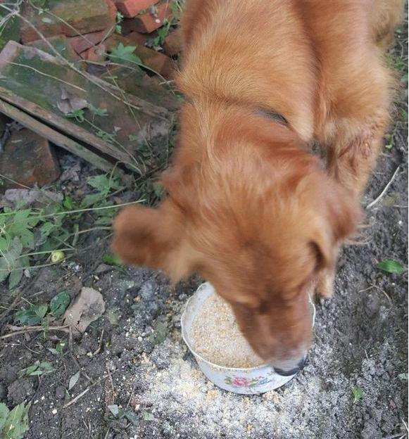 懷孕後家人不讓養狗，把狗送到鄉下，去看狗時老公的態度讓人心寒