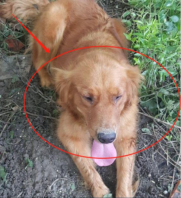 懷孕後家人不讓養狗，把狗送到鄉下，去看狗時老公的態度讓人心寒