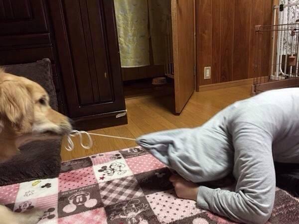 女兒和金毛互相吃醋，突然房內傳來女兒求救聲，老爸走進去笑噴了