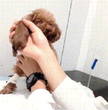 將剛出生的小泰迪給狗媽媽看，看到泰迪的眼神，主人：是你親生的