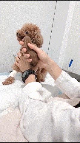 將剛出生的小泰迪給狗媽媽看，看到泰迪的眼神，主人：是你親生的