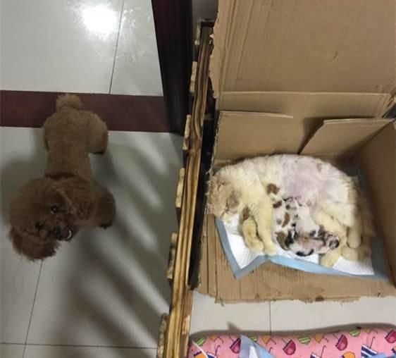 偶當把拔了！母貓生一窩寶寶「貴賓超興奮」　瘋狂傻笑網吐槽：那不是你的種...