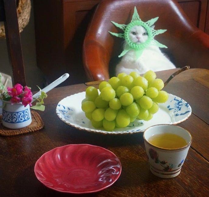 好大膽！喵皇被水果套徹底玩壞　「頂著自由女神頭」吃肉泥：朕無所謂了～