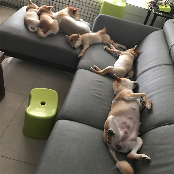 背後遭撞擊！他兇狠回頭想算帳卻發現愛犬討抱抱　秒抱起拍背：乖喔