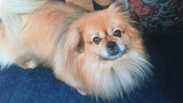 和19年愛犬「最後道別」！主人忍不住潰堤「汪汪溫柔幫擦淚」...一切都會沒事的QQ