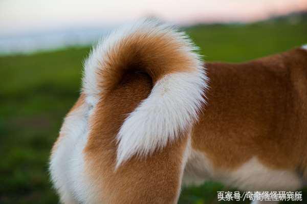狗狗在你面前曬肚皮，可不光是在撒嬌，還有另一層意思