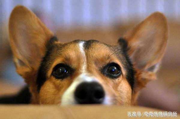 狗狗在你面前曬肚皮，可不光是在撒嬌，還有另一層意思