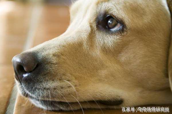 狗狗在你面前曬肚皮，可不光是在撒嬌，還有另一層意思