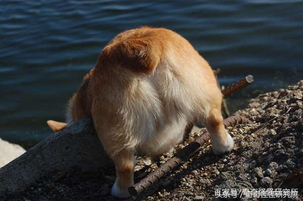 狗狗在你面前曬肚皮，可不光是在撒嬌，還有另一層意思