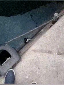 別怕別怕～「浪浪掉水溝」好心人用繩子救　它抓緊緊：泥不要放手喔...
