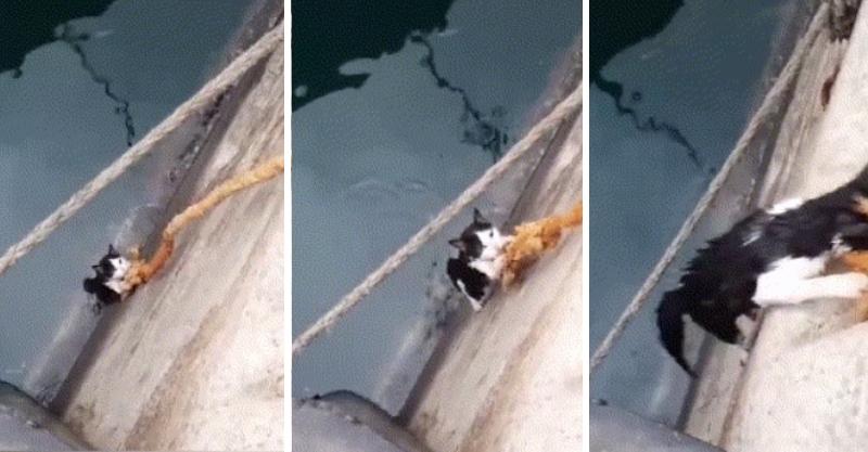 別怕別怕～「浪浪掉水溝」好心人用繩子救　它抓緊緊：泥不要放手喔...