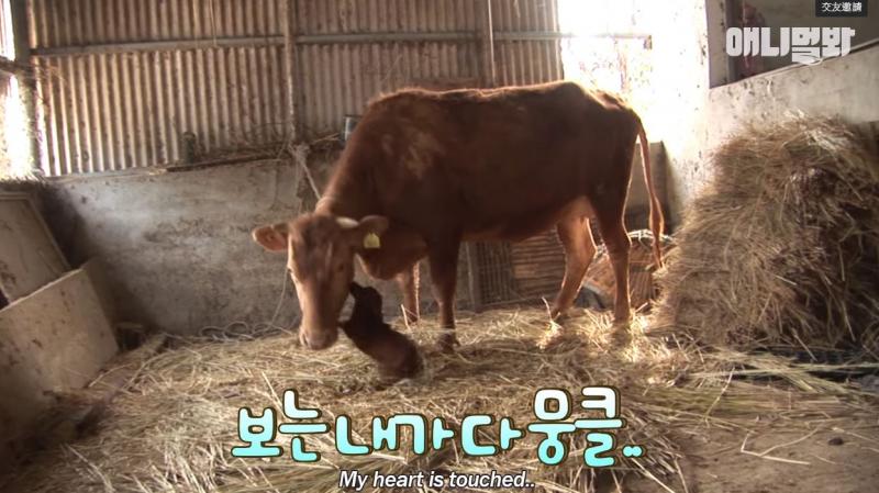 拜託別拆散我們！母牛被賣掉「狗狗淚眼喚不回」　直衝新家找對方：不要離開我