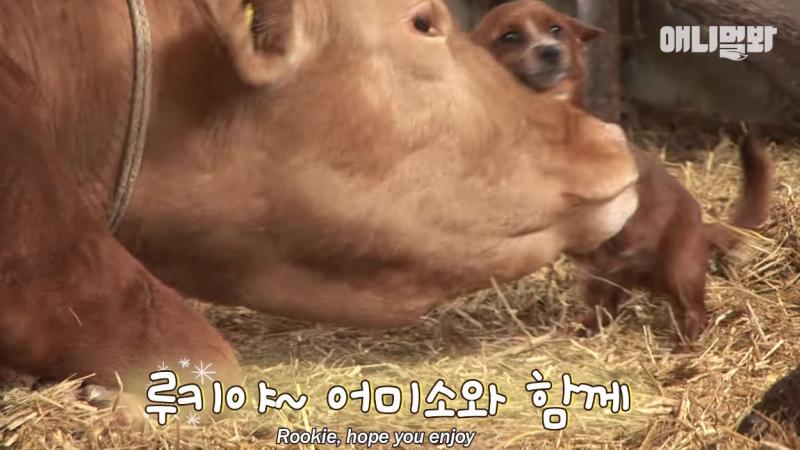 拜託別拆散我們！母牛被賣掉「狗狗淚眼喚不回」　直衝新家找對方：不要離開我