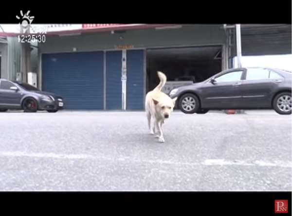 爺爺走失30多小時，忠犬始終陪在身邊...其實4年前，它還曾救奶奶一命！