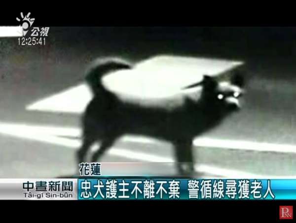 爺爺走失30多小時，忠犬始終陪在身邊...其實4年前，它還曾救奶奶一命！