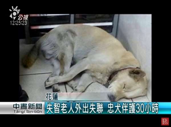 爺爺走失30多小時，忠犬始終陪在身邊...其實4年前，它還曾救奶奶一命！