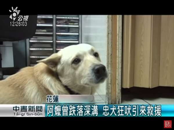 爺爺走失30多小時，忠犬始終陪在身邊...其實4年前，它還曾救奶奶一命！
