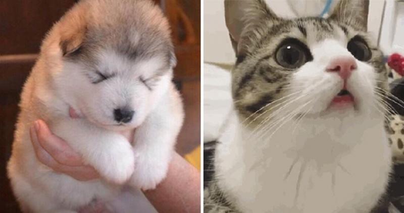 黑汪汪玩「猜零食在哪」以為爽吃　下秒真相揭曉哀怨看主人：你心機真重…