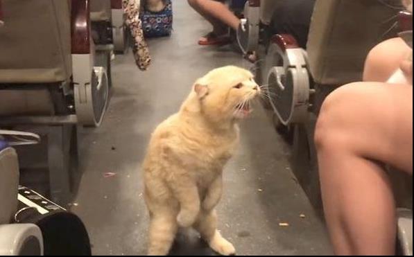 貓咪看座位被人搶，從主人懷裡跳出來，站在車廂破口大駡，全車人笑翻