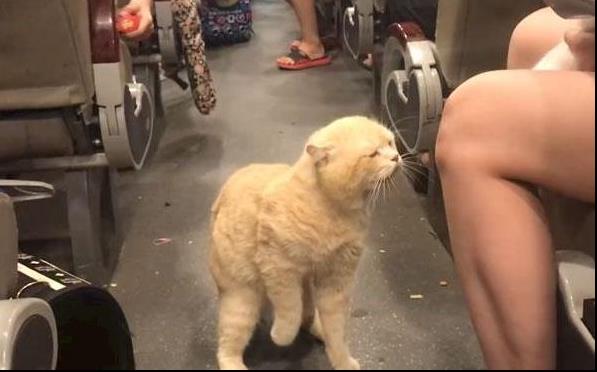 貓咪看座位被人搶，從主人懷裡跳出來，站在車廂破口大駡，全車人笑翻