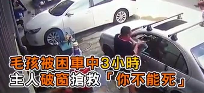 主人粗心將狗狗遺忘車中三小時，主人秒破窗救狗，對不起原諒我，我真的很愛他！