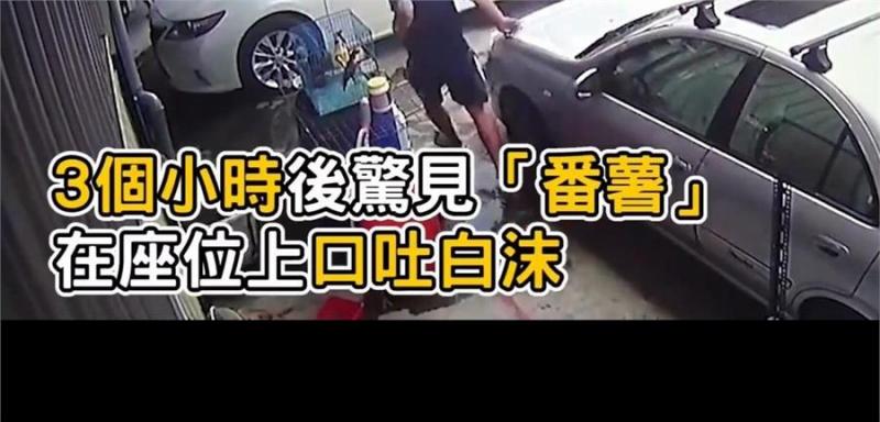 主人粗心將狗狗遺忘車中三小時，主人秒破窗救狗，對不起原諒我，我真的很愛他！