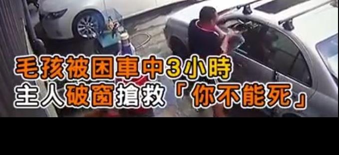 主人粗心將狗狗遺忘車中三小時，主人秒破窗救狗，對不起原諒我，我真的很愛他！