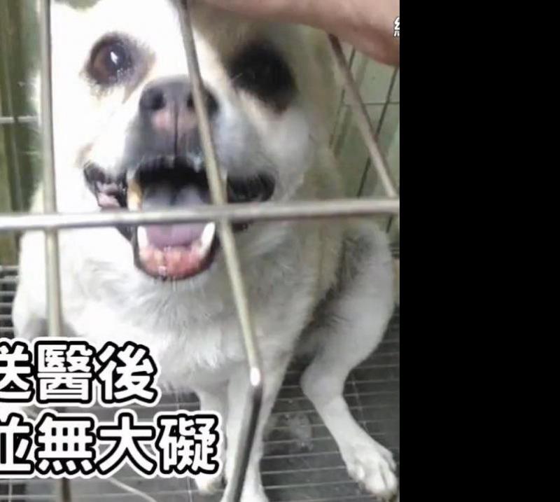主人粗心將狗狗遺忘車中三小時，主人秒破窗救狗，對不起原諒我，我真的很愛他！