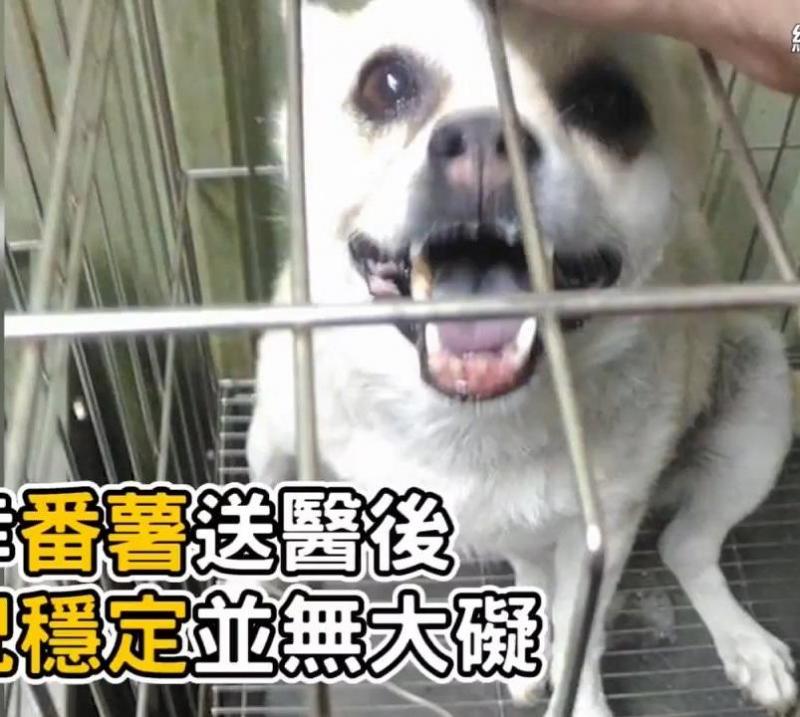 主人粗心將狗狗遺忘車中三小時，主人秒破窗救狗，對不起原諒我，我真的很愛他！