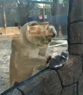 獅子：兄弟，我天天在這擦玻璃，別害怕哈，貓咪：我下次再來看你