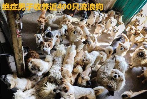 把流浪狗送去救助站，就萬事大吉了？這可能會更快結束它們的生命