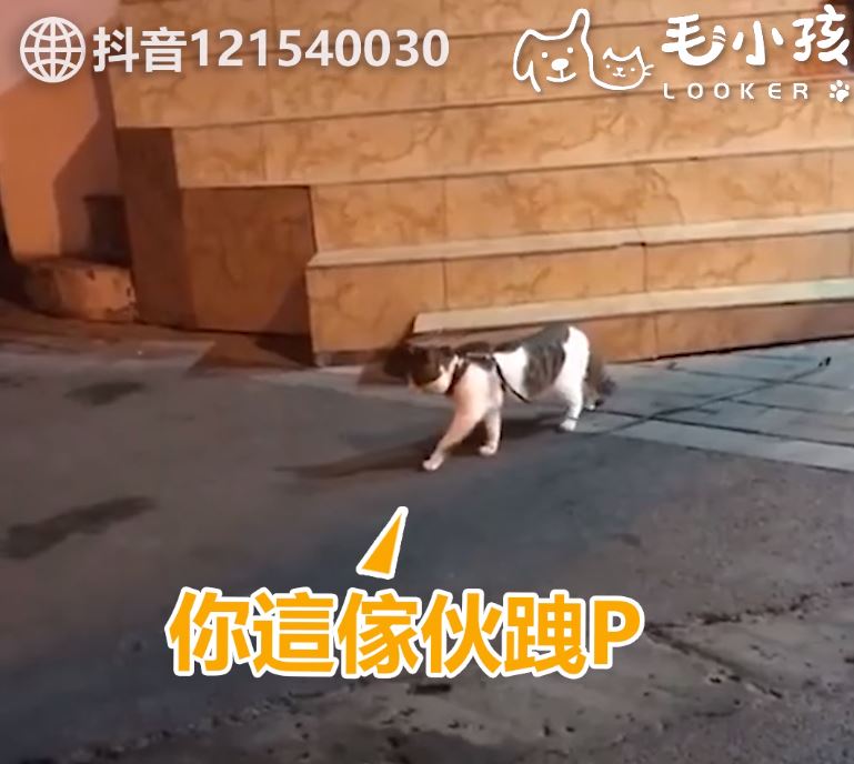 街頭吵架Round 2！喵喵又互看不順眼　無奈阿金「叼離現場」：偶心很累