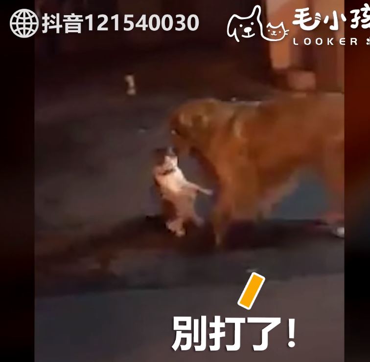 街頭吵架Round 2！喵喵又互看不順眼　無奈阿金「叼離現場」：偶心很累