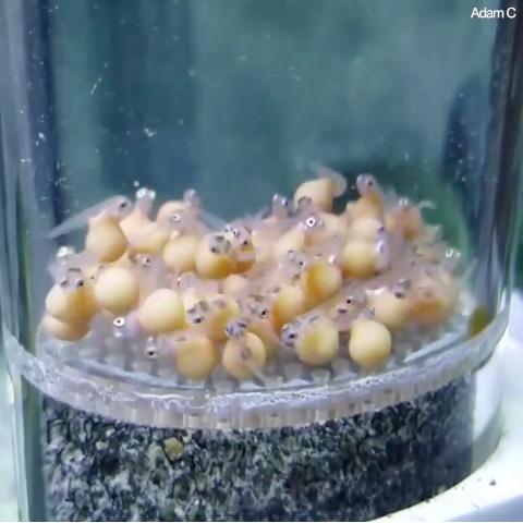 孵出來就像顆小豆芽！　見證美麗小魚「慢慢吸收蛋黃」的神奇過程
