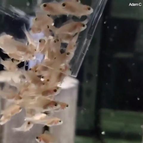 孵出來就像顆小豆芽！　見證美麗小魚「慢慢吸收蛋黃」的神奇過程