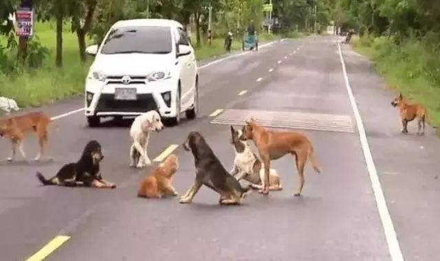 泰國公路上十幾隻狗狗圍坐在馬路中央，路人湊近一看......